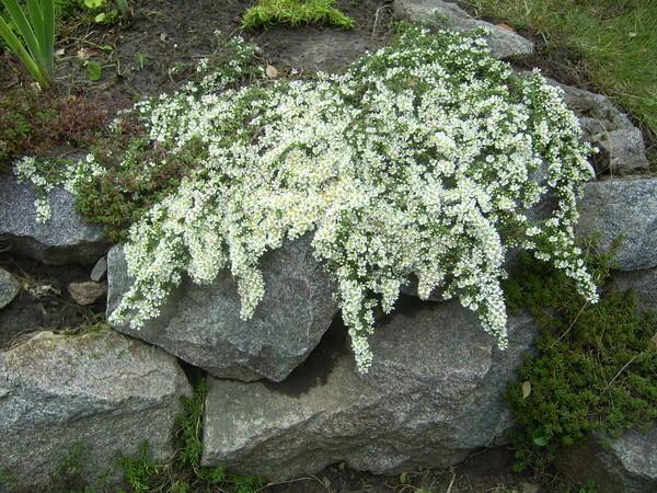 heather aster