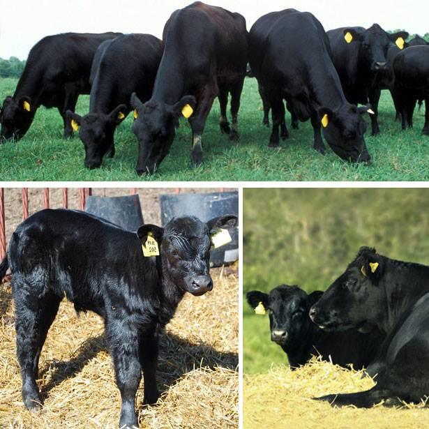 Pasmina Aberdeen Angus