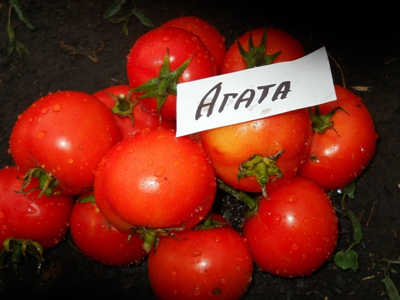 aparência de tomate ágata