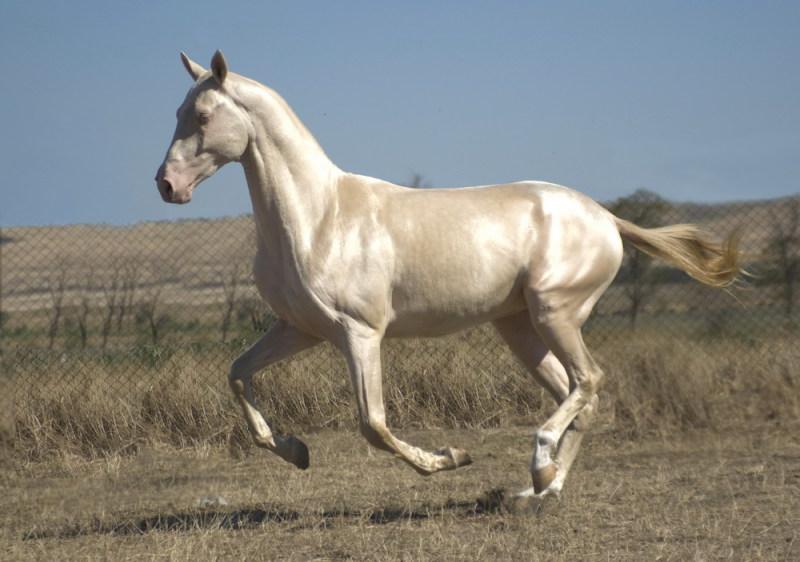 Giống ngựa Akhal-Teke