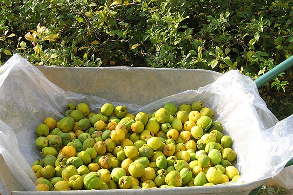 Chinese quince