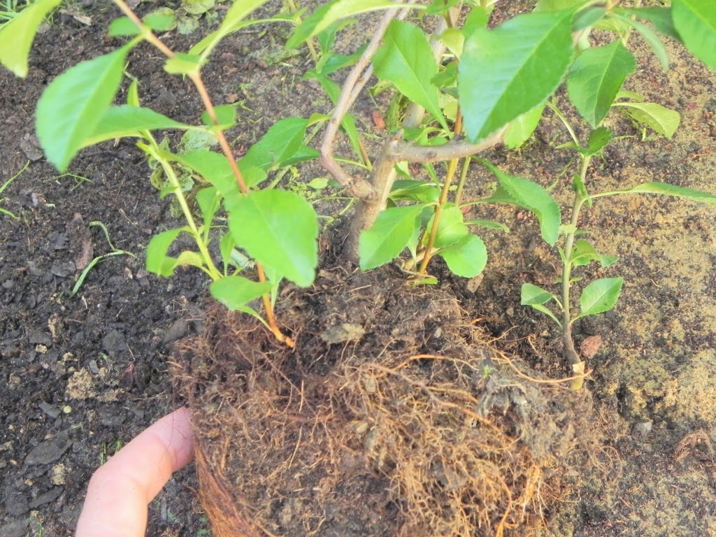 Japanese quince