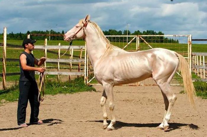 paarden opleiding