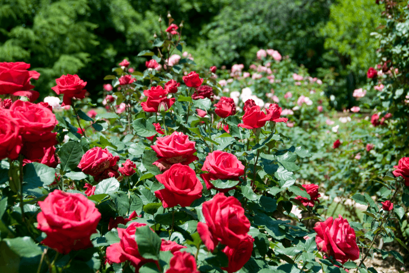 allée des roses 