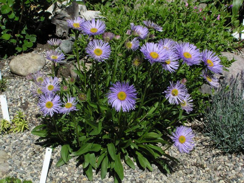 alpine aster