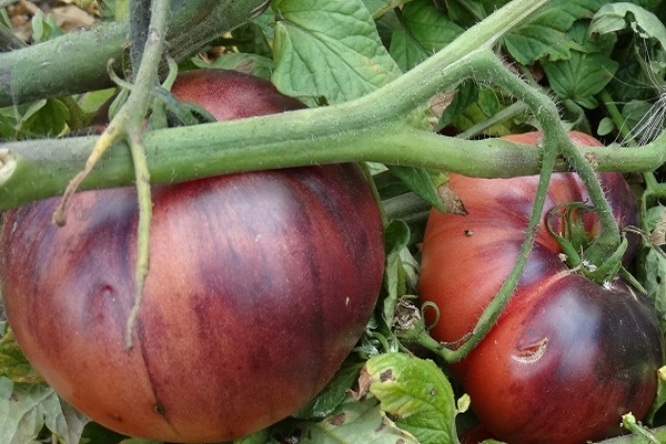 Beschreibung der Tomatensorte Amethyst Jewel und ihrer Eigenschaften