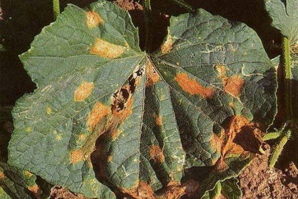 Anthracnose der Gurke