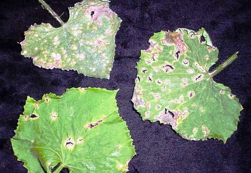 pipino anthracnose