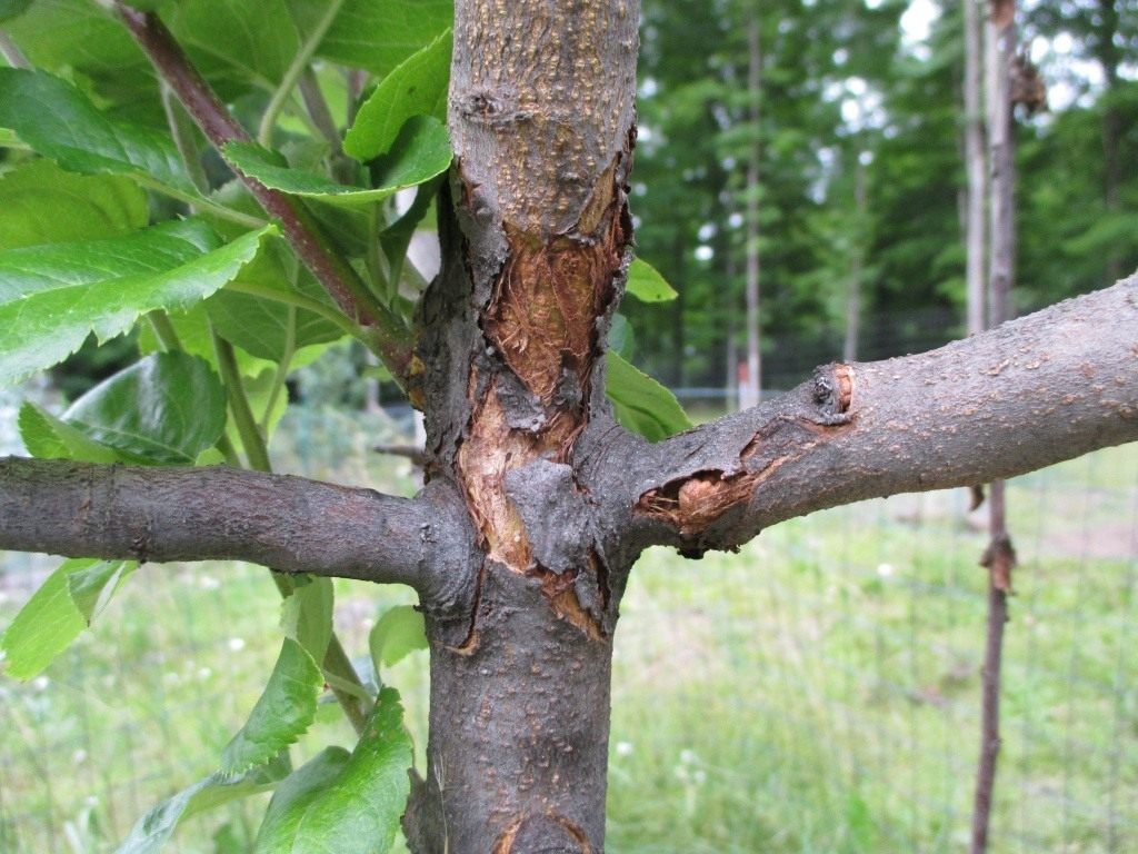 kanker van de appelboom