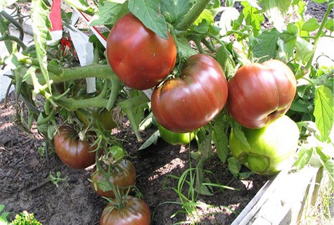 watermelon tomato fruit