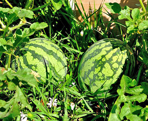 reife Wassermelone