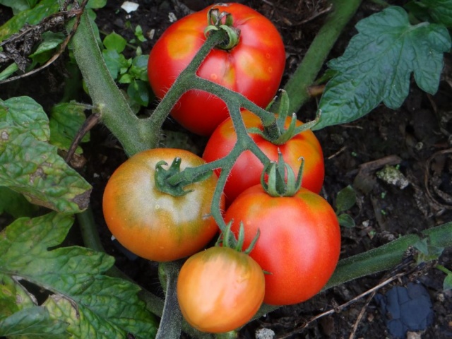 arctic tomato