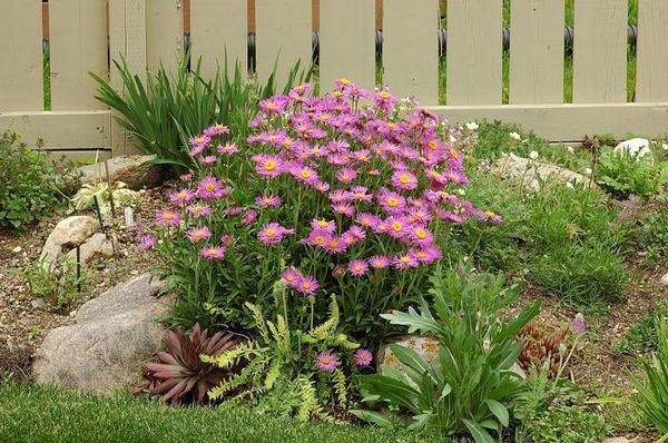 flowers in the flowerbed 