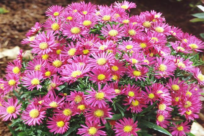 aster novobelgica