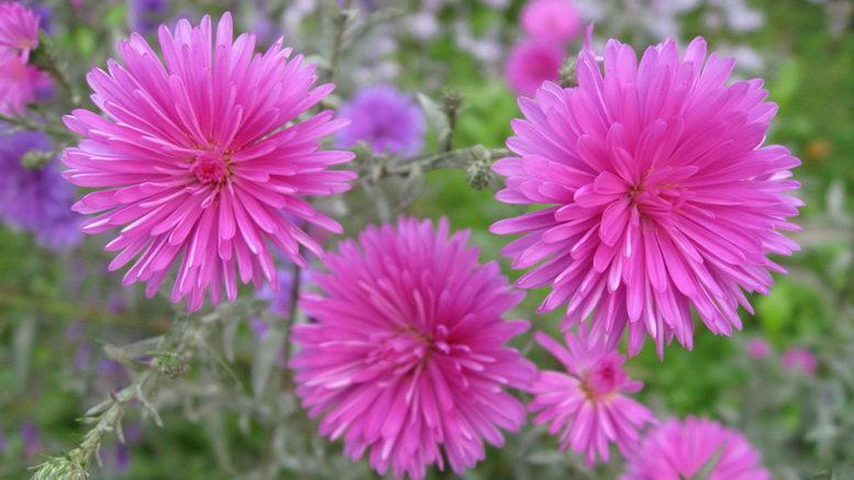 Chinesische Aster rosa