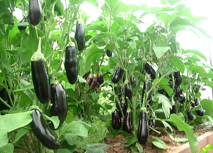 eggplants growing in a greenhouse