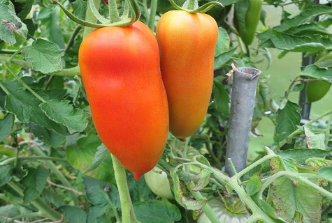 rajče na zahradě