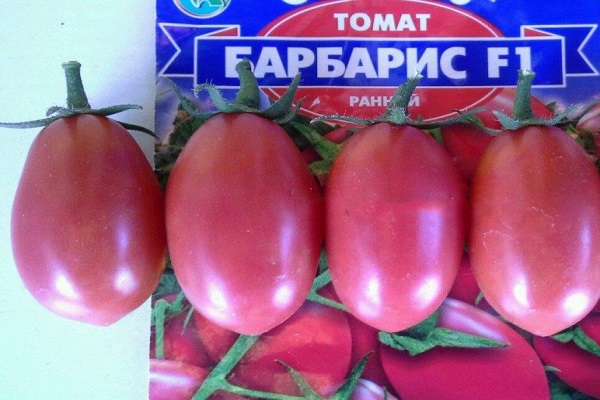 bérberis de tomate