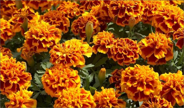 marigolds para sa mga peste