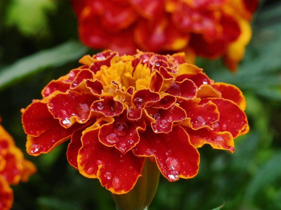 magagandang marigolds