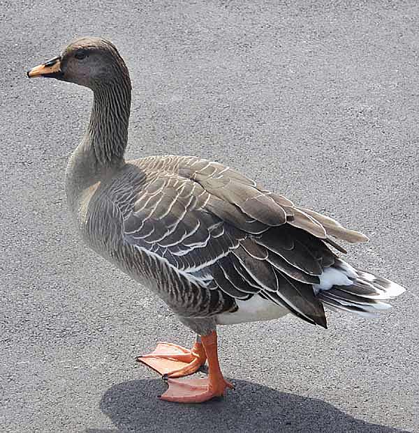 Bean goose