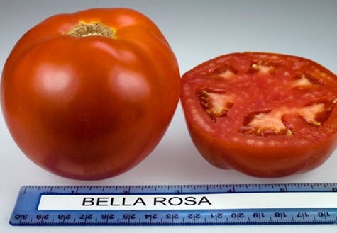 Velikosti rajčat Bella Rosa 