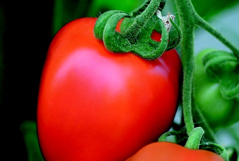 rajčatové benito