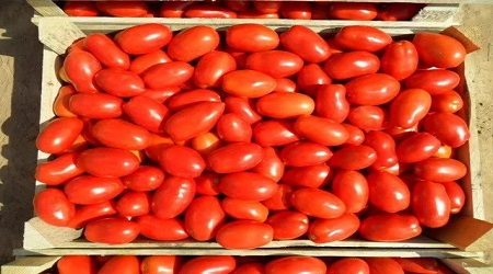 krabice rajčat 
