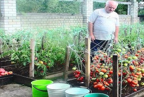 residente de verano en tomates 