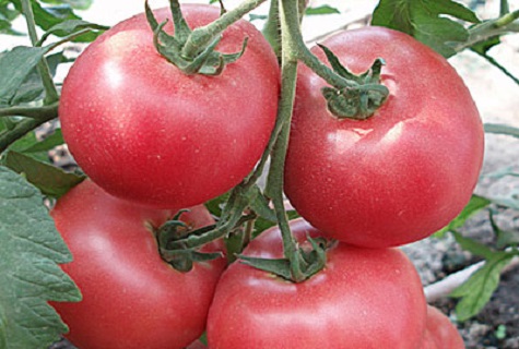 pink tomatoes 