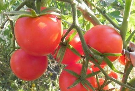 Tomatenzweig 