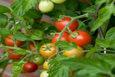 rajčata v keřích 