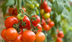 récolte de tomates