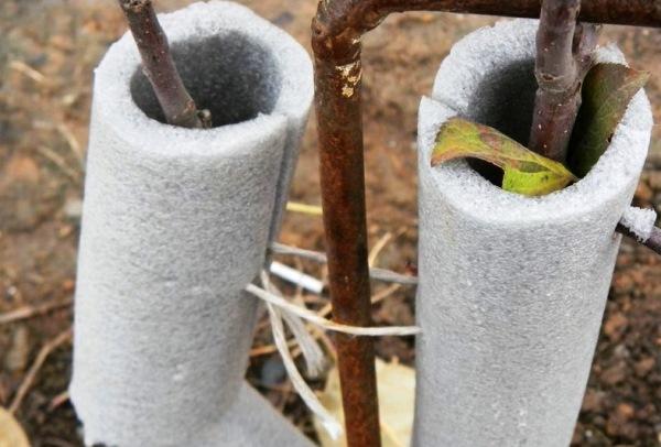 Decken Sie einen Baum für den Winter ab