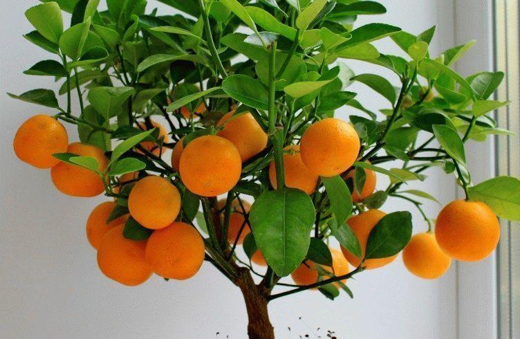 orange growing