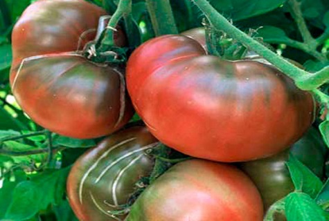 cracked tomato 