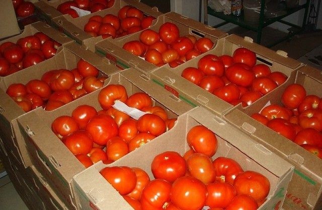 tomato harvest