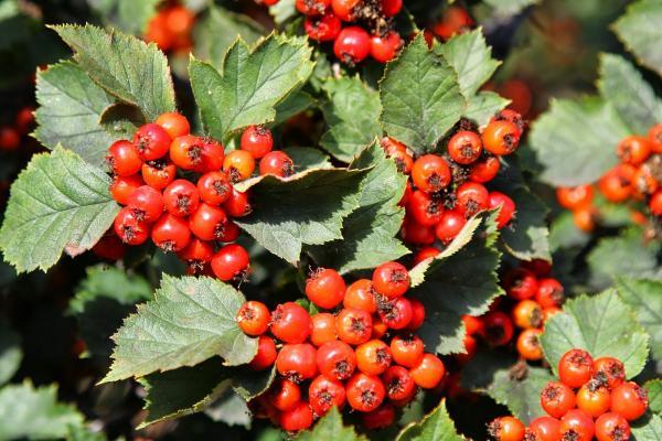 medicinal hawthorn 