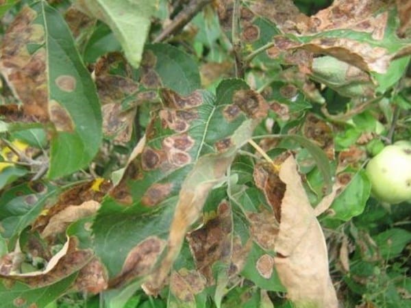 rouille sur les feuilles