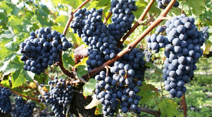 hrozny carmenere