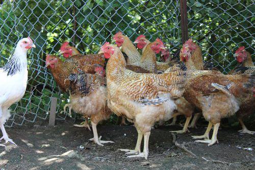 Sasso chickens