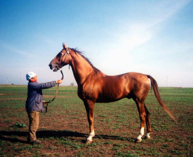 cuidado del caballo