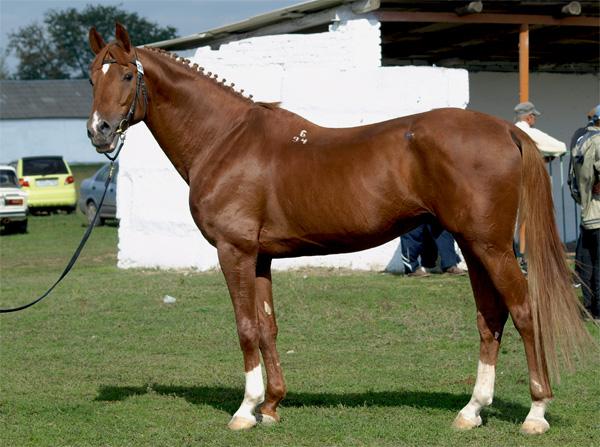 Budennovskaya-paardenras