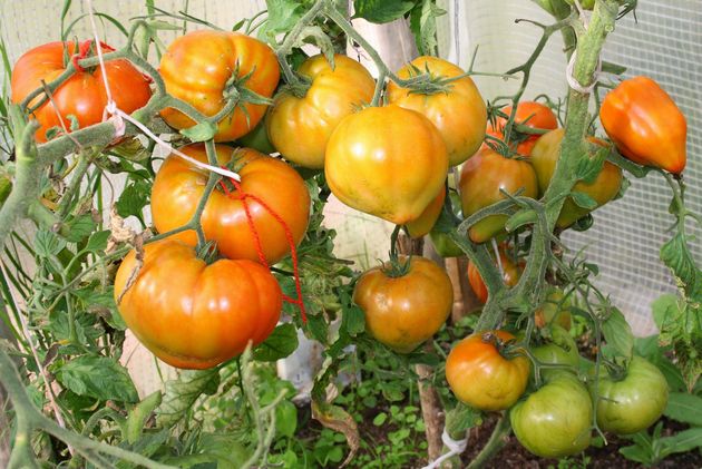 buissons de tomates Zhenechka