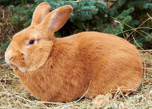 Conejo burdeos