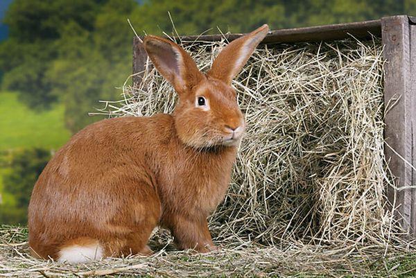 Conejo burdeos