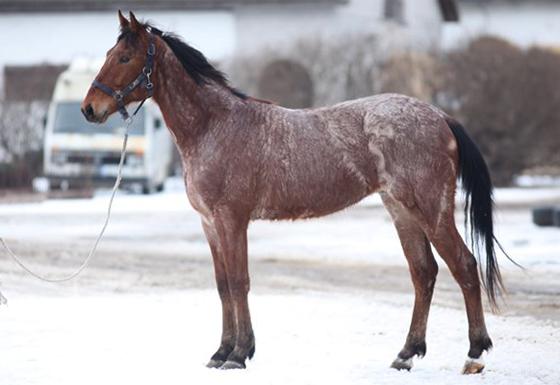 kulay roan horse