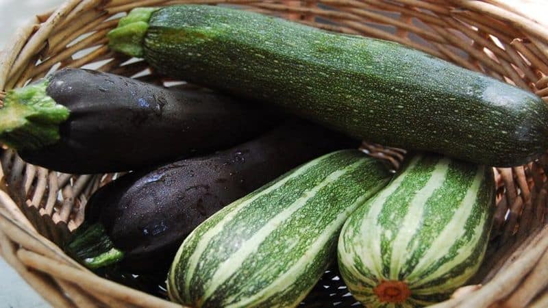 Die besten Zucchini-Sorten für 2024