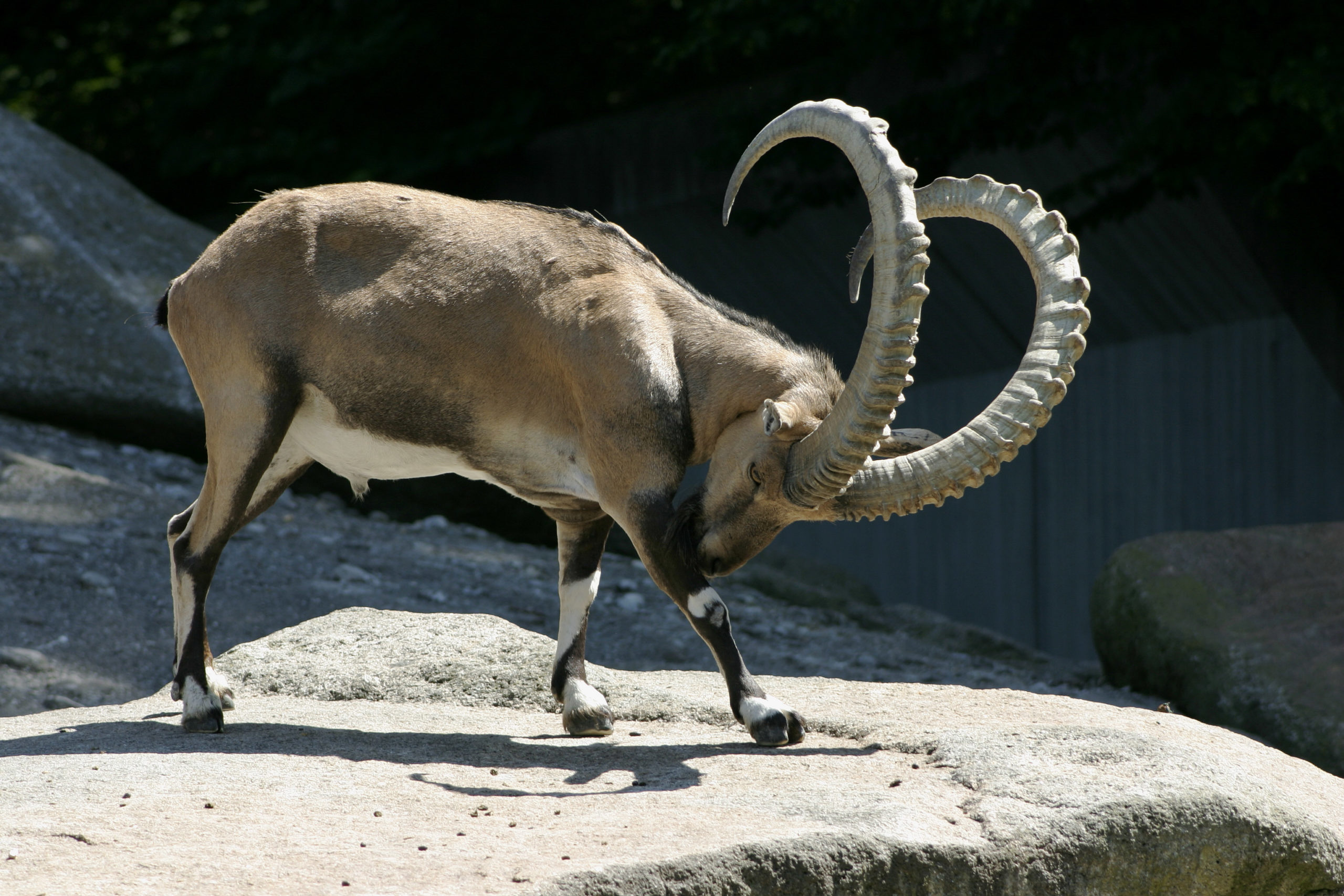 Alpensteinbock