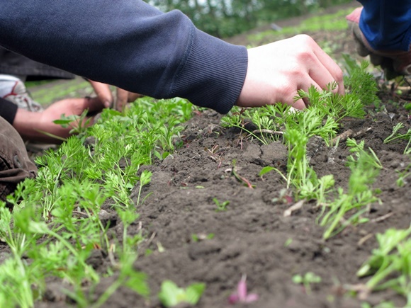 Karotten jäten im Garten